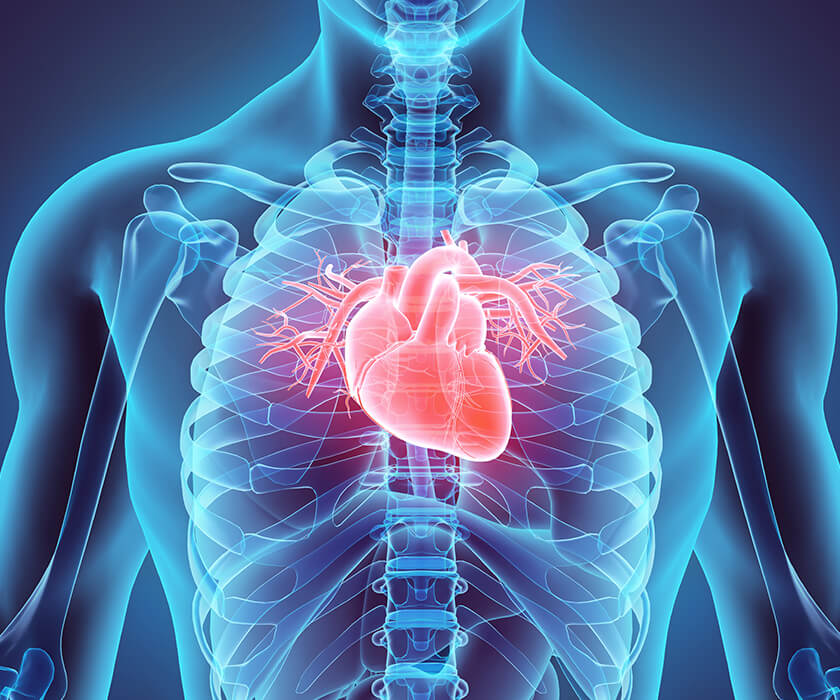 3D illustration of heart inside male body