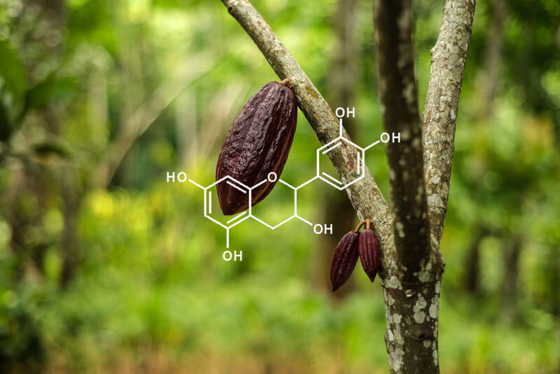 Cocoa pod hanging on a tree with overlaying image of flavanols chemical structure