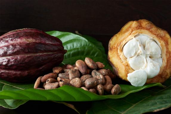 Cocoa pod with beans on a leaf and a cross-section of a cocoa pod