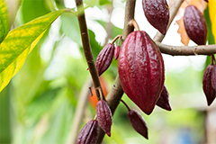 Biomedical research has shown the benefits of cocoa flavanols