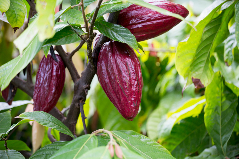 Cocoa pods on the tree, the plant source of cocoa flavanols including epicatechin